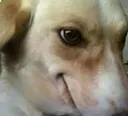 thinkingDoggo