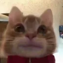 cat_kings