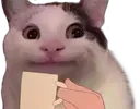 teakitty