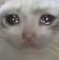 OW_sadcat