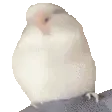 KRC_birbwiggles