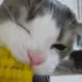 corn_cat
