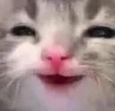 happycat