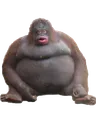monke