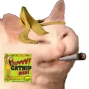 baked_cat Discord Emoji