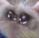 cryingcat
