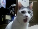 PP_CatWhat Discord emoji