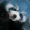 panda_blue_cronch