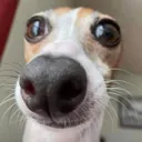 z_nosy z_nosy