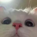 catstaring catstaring
