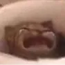 cat_sobbing