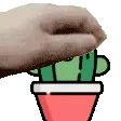 patKaktus