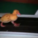 duck