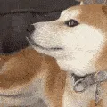 strangerdoge