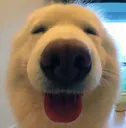 doggohappy doggohappy