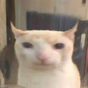 se_boi_what_the_hell Discord emoji