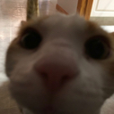 se_meow Discord emoji