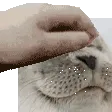 sealpet