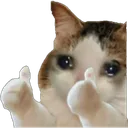 catthumbsup