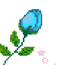 AK_Rose