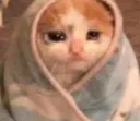 blankiecat