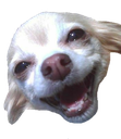 cdoggo_big_happ Discord emoji