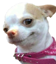 cdoggo_hmm Discord emoji