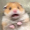 chamster_wtf Discord emoji
