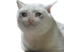 M_sad_cat Discord emoji