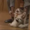 Cat Scared cat_scared Discord Emoji