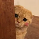 blushkitty blushkitty