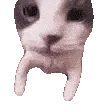 CatKiss