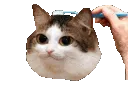 brush