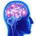 Cerveau2