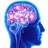 :Cerveau2: Cerveau2