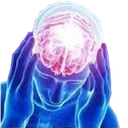 Cerveau3