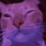 vibe_cat