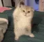 _catYashvaikishaddi
