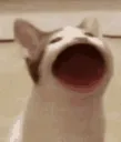popcat