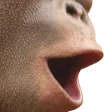 POGChimp