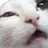 :ChatZoom: ChatZoom