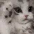 ChatCute