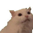 :ChatHurle: ChatHurle