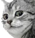 ChatJugement