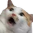 :ChatPanique: ChatPanique