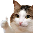 ChatPouce