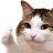 :ChatPouce: ChatPouce