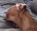 doggo