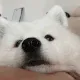 w_doggie_boop