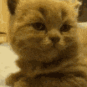 slebykitty Discord Emoji